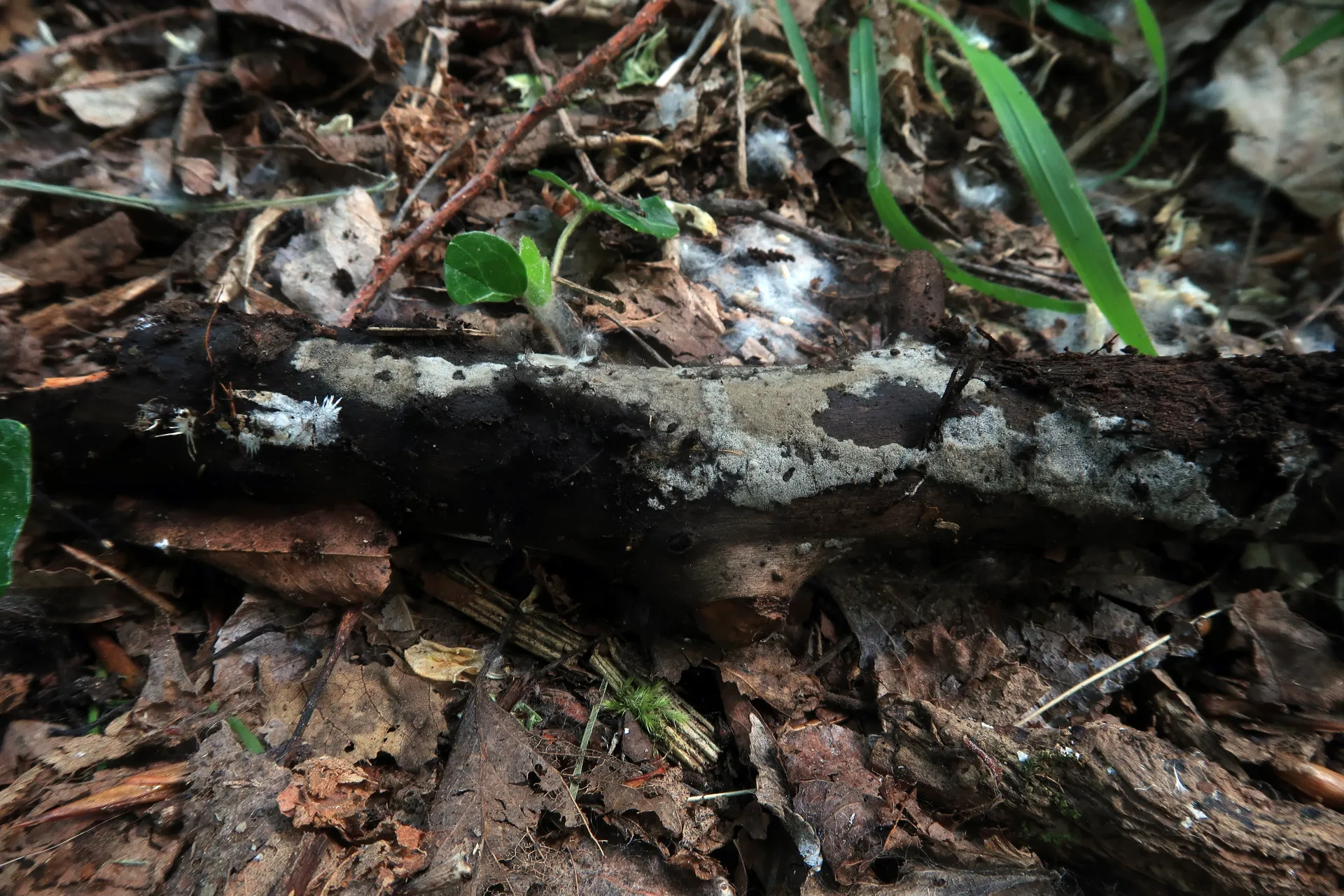 Neohelicosporium griseum - 1 - IMG_7399